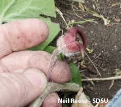 Attēlu rezultāti vaicājumam “Aristolochiaceae”
