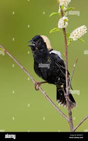 Image result for Dolichonyx oryzivorus