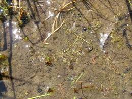 Attēlu rezultāti vaicājumam “Utricularia minor leaf”