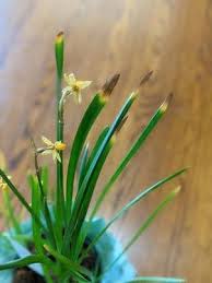 Attēlu rezultāti vaicājumam “Narcissus leaf”