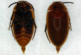 Attēlu rezultāti vaicājumam “Tetratomidae”