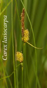 Attēlu rezultāti vaicājumam “Carex loliacea fruit”