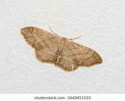 Attēlu rezultāti vaicājumam “Idaea aversata”