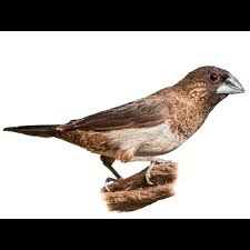 Attēlu rezultāti vaicājumam “Retinia resinella exuvia”