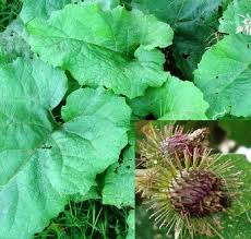 Attēlu rezultāti vaicājumam “Arctium”