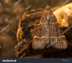 Attēlu rezultāti vaicājumam “Hypsopygia glaucinalis”