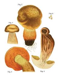 Attēlu rezultāti vaicājumam “Boletus luridus”