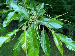 Attēlu rezultāti vaicājumam “Castanea sativa  leaf”