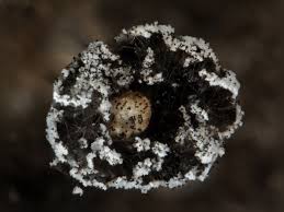 Attēlu rezultāti vaicājumam “Didymium squamulosum macro”