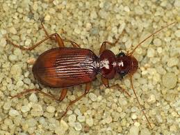 Attēlu rezultāti vaicājumam “Leistus ferrugineus”