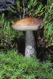 Attēlu rezultāti vaicājumam “Leccinum melaneum”