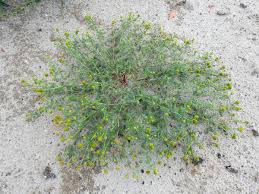 Attēlu rezultāti vaicājumam “Matricaria discoidea”