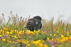 Image result for Melanocorypha yeltoniensis