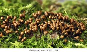 Attēlu rezultāti vaicājumam “Hemitrichia clavata spores”