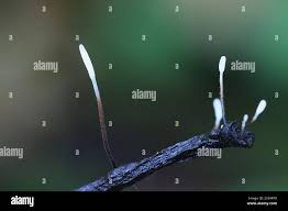 Attēlu rezultāti vaicājumam “Typhula erythropus”