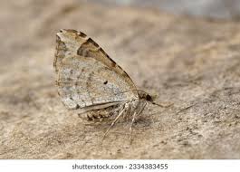 Attēlu rezultāti vaicājumam “Eulithis prunata”