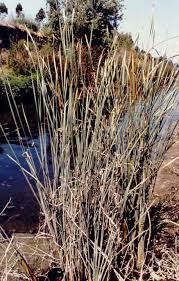 Attēlu rezultāti vaicājumam “Typha angustifolia”