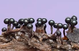 Attēlu rezultāti vaicājumam “Metatrichia floriformis spores”