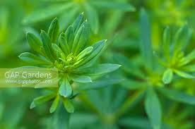 Attēlu rezultāti vaicājumam “Galium schultesii”