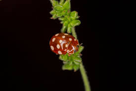 Attēlu rezultāti vaicājumam “Halyzia sedecimguttata”