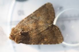 Attēlu rezultāti vaicājumam “Rusina ferruginea female”