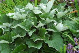 Attēlu rezultāti vaicājumam “Ligularia sibirica flower”