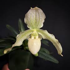 Attēlu rezultāti vaicājumam “Lignydium muscorum young”