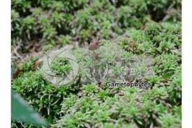 Attēlu rezultāti vaicājumam “Sphagnum capillifolium”