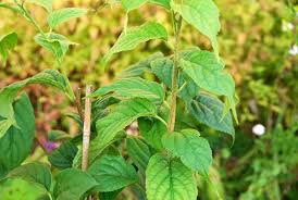 Attēlu rezultāti vaicājumam “Celastrus flagellaris”