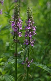 Attēlu rezultāti vaicājumam “Stachys palustris bud”
