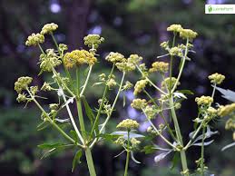 Attēlu rezultāti vaicājumam “Levisticum officinale flower”