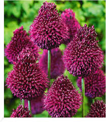 Image result for Zierlauch