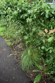 Attēlu rezultāti vaicājumam “Deschampsia cespitosa”