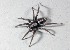 Attēlu rezultāti vaicājumam “Gnaphosidae”