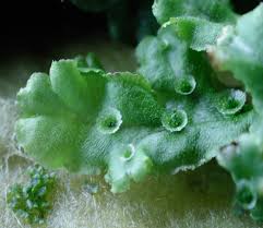 Attēlu rezultāti vaicājumam “Marchantia polymorpha”