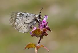 Attēlu rezultāti vaicājumam “Parnassius mnemosyne”