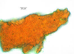 Attēlu rezultāti vaicājumam “Hildenbrandia rivularis”