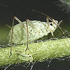 Attēlu rezultāti vaicājumam “Sternorrhyncha”