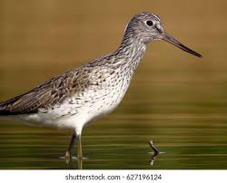 Attēlu rezultāti vaicājumam “Tringa nebularia”