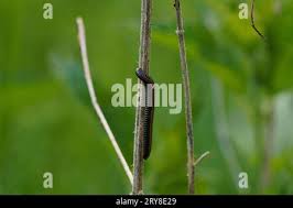 Attēlu rezultāti vaicājumam “Ommatoiulus sabulosus aimatopodus”