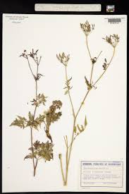 Image result for Chaerophyllum aureum