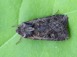 Attēlu rezultāti vaicājumam “Euxoa nigricans”