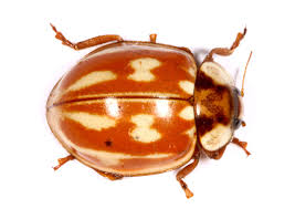 Attēlu rezultāti vaicājumam “Myzia oblongoguttata”