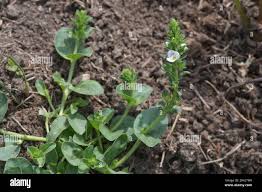 Attēlu rezultāti vaicājumam “Veronica serpyllifolia bud”