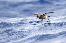 Image result for Oceanodroma castro