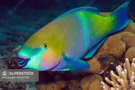 Image result for Scarus ferrugineus