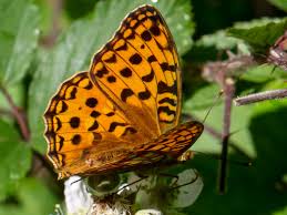 Attēlu rezultāti vaicājumam “Argynnis adippe male”