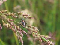 Attēlu rezultāti vaicājumam “Capsodes gothicus”