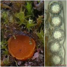 Attēlu rezultāti vaicājumam “Lamprospora tortulae-ruralis”