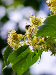 Attēlu rezultāti vaicājumam “Tilia cordata flower”